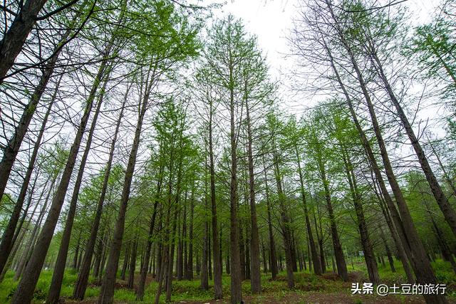 第3，皖南川藏线自驾游，红杉林偶遇小可爱脱衣服，我要不要帮忙