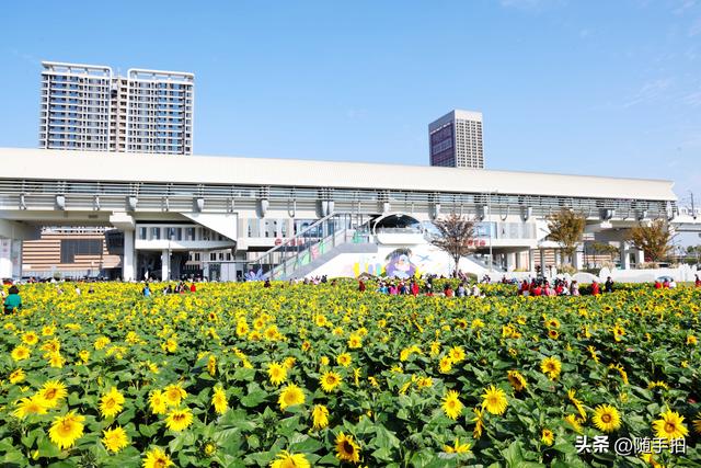 出站即入画，江苏苏州花桥地铁站向日葵花海浪漫触手可及