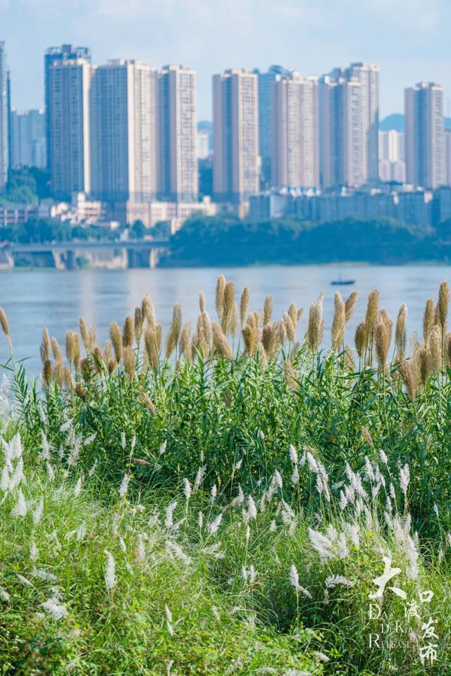 梦幻绝美!大渡口藏着一大片芦苇花海,现在去正好