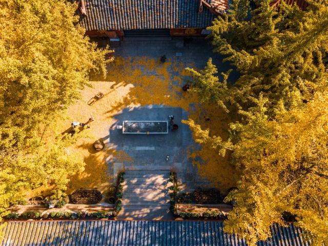 含“金”量100%！是时候来仁寿，邂逅一抹银杏黄啦~