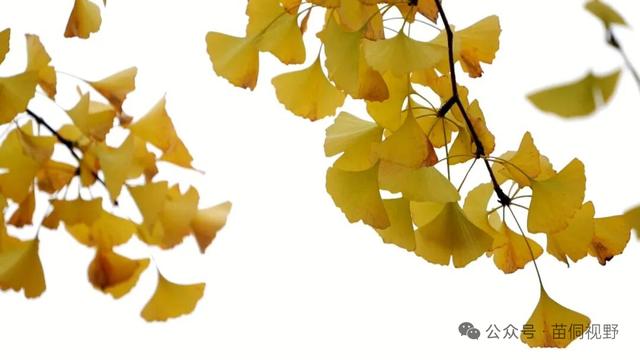 黄平旧州古镇银杏迎来最佳观赏期