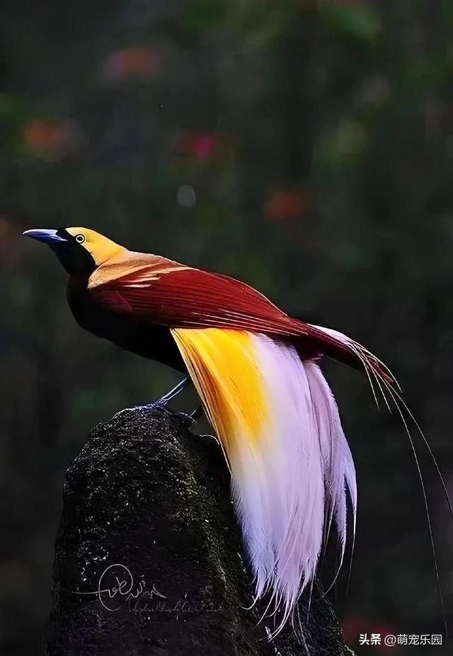 巨石上红绿羽毛闪耀，森林霸主静立姿态，原始力量令人心生敬畏