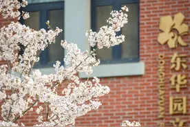 不止武汉大学，这些大学的樱花也将密集绽放图片