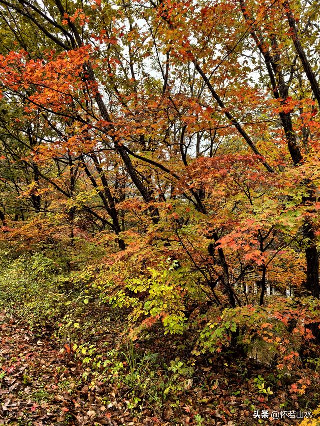 2025辽宁赏秋之旅日记(2)——游览丹东蒲石河森林公园