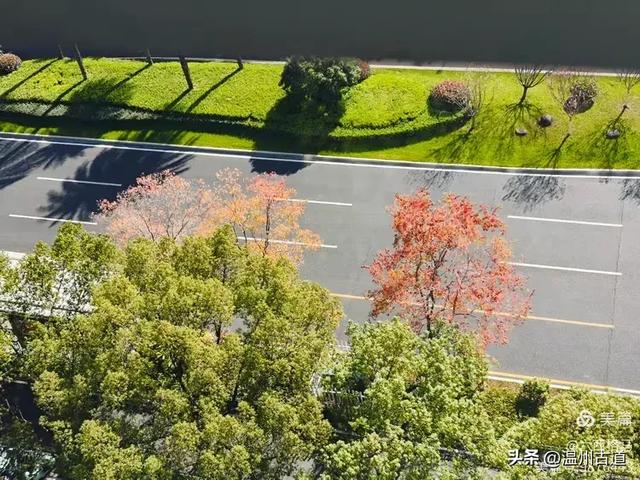 市府路的这几颗乌桕树，你见过吗？现在正是最美的时候！