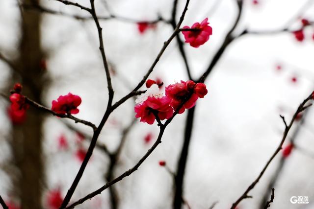 “梅”好上线，解锁“冬游青岛”新地标