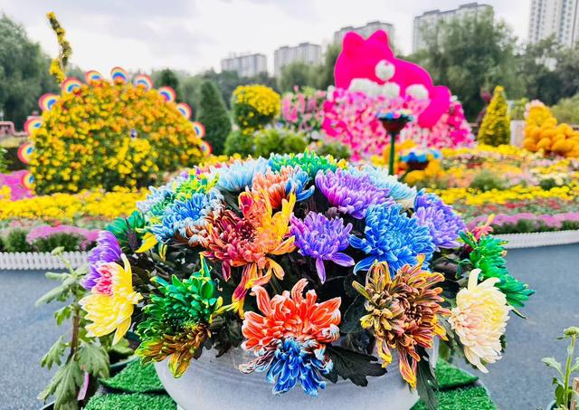 赏秋菊、品美食！哈尔滨市香坊区第22届菊花展来了