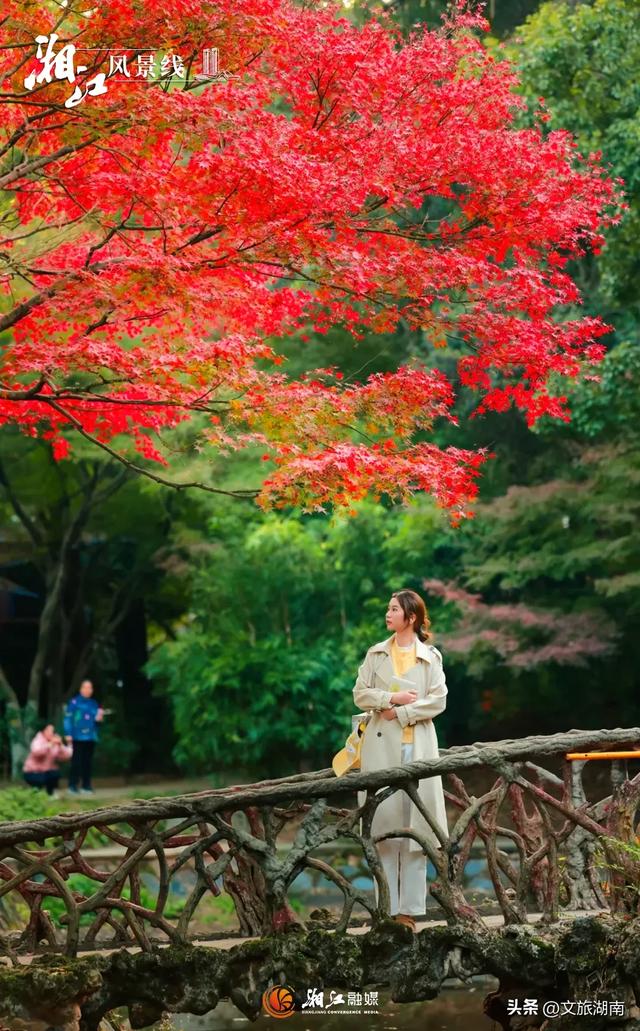 红了！湖南“追枫”地图更新