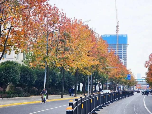 秋日限定｜“落叶不扫”模式开启，44条景观道观赏指南请收藏！