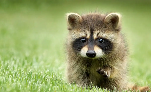 快看！从哈尔滨的冰雕里，挖出了整个真·泰安！