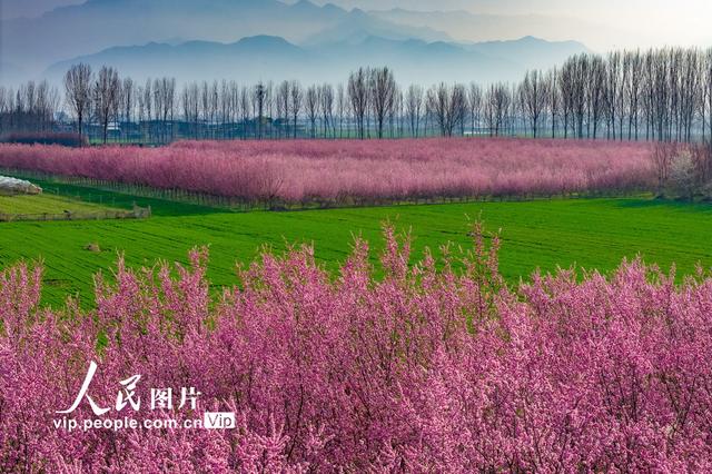 陕西西安：秦岭山下梅花绽放