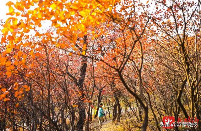 组图丨临沂：漫山红叶美成诗 快来打卡“限定份”浪漫