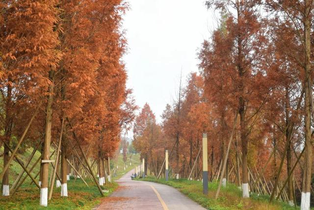 人少景美超出片！重庆这片浪漫杉林进入最佳观赏期