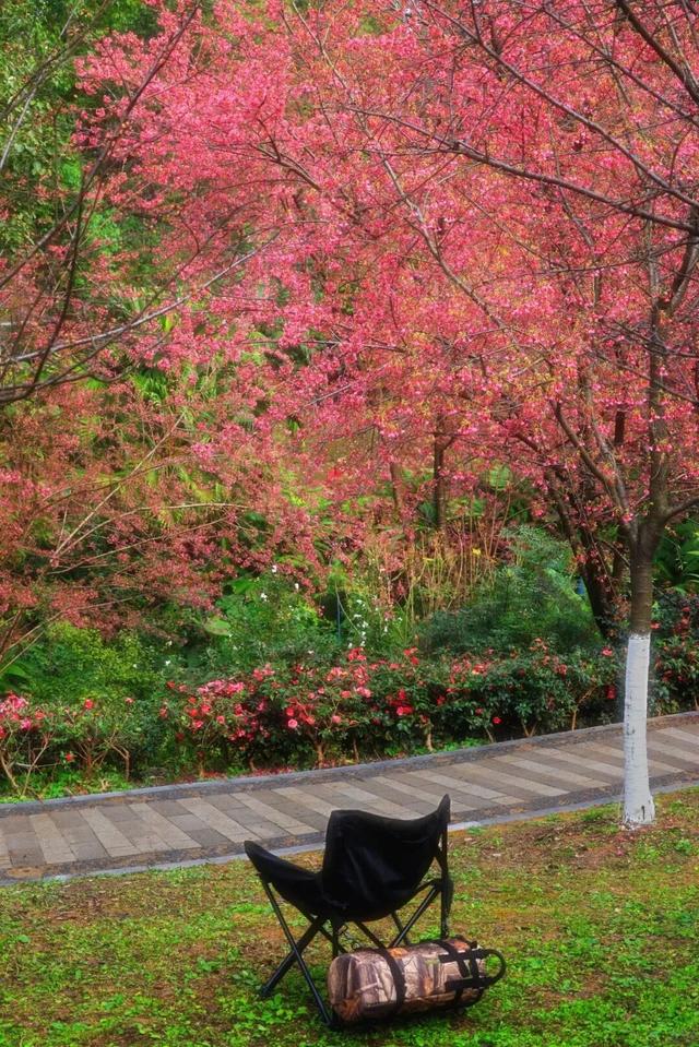 赏花何必等春！这个冬天，成都花儿都开men了→