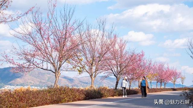 冬日里的粉色浪漫：异龙湖畔冬樱花盛开