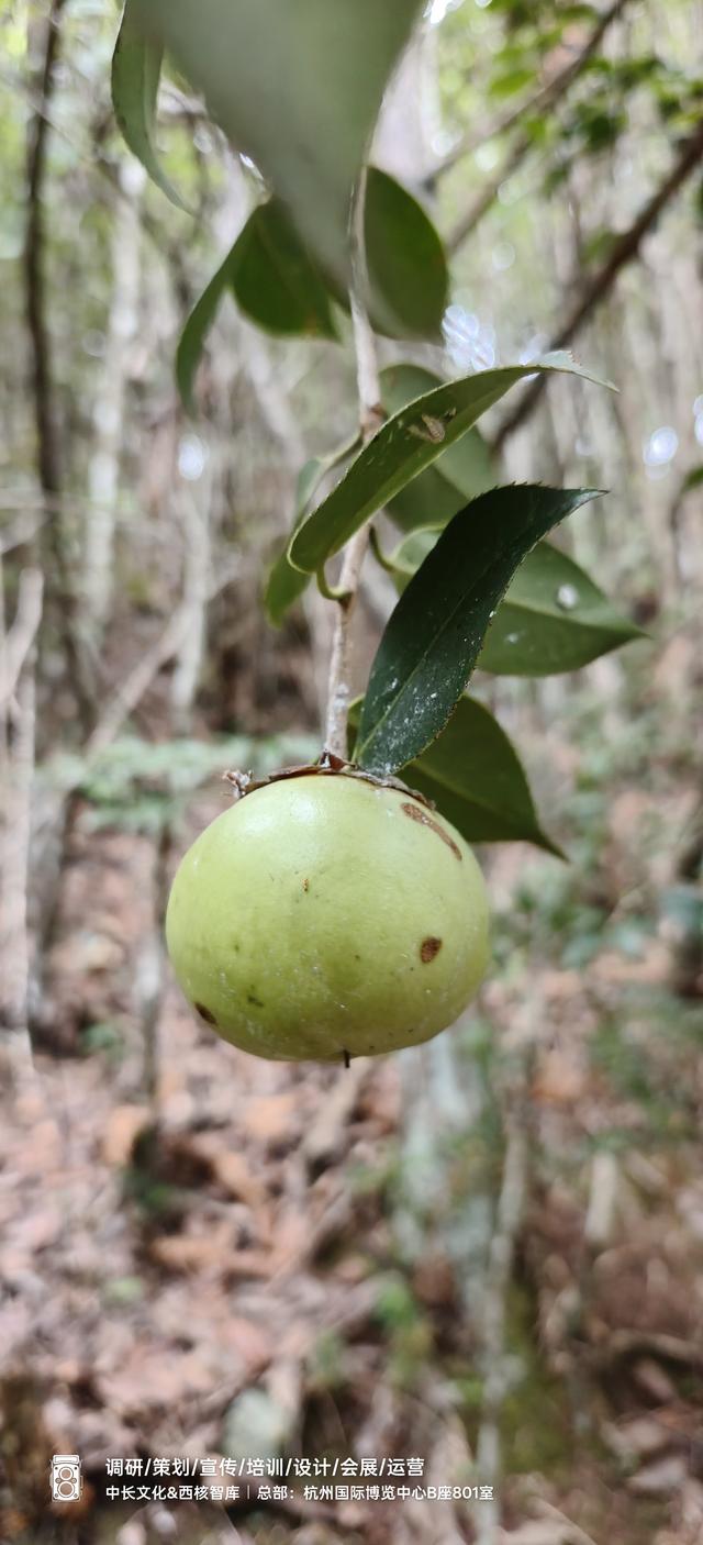 爱我江山：红岩顶上朝圣记