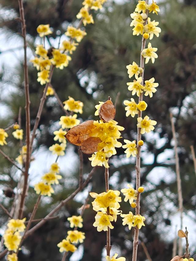 周末一日游 | 西安冬日8个免费赏腊梅好去处