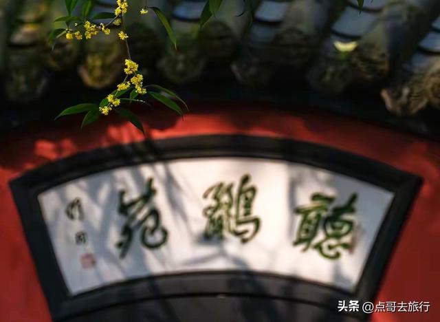 成都必去的五大桂花观赏地，开爆了，成都人私藏，地铁公交车直达