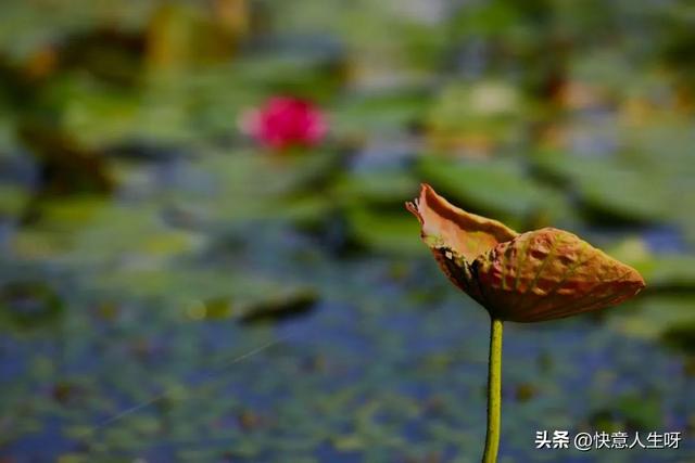 西湖如梦 | 曲院风荷