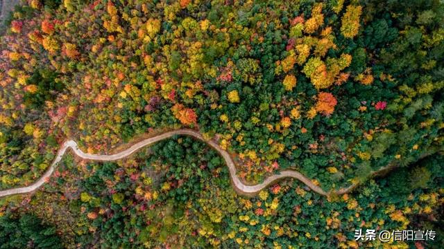 秋色正斑斓！信阳赏秋打卡地推荐