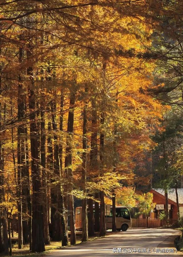 汉中这处红叶已进入最佳观赏期