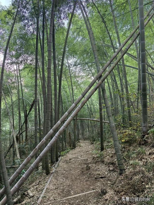 衢州老鹰石游步道，竹林里的徒步登山道