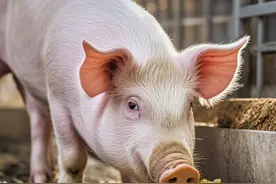 饲料最高降500元/吨！2025年成本继续降低，养猪盈利不是问题？图片