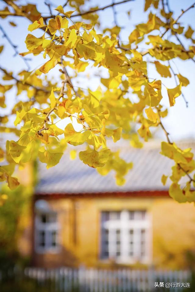 抓住这场金色盛宴！银杏“出片季”正式开启！