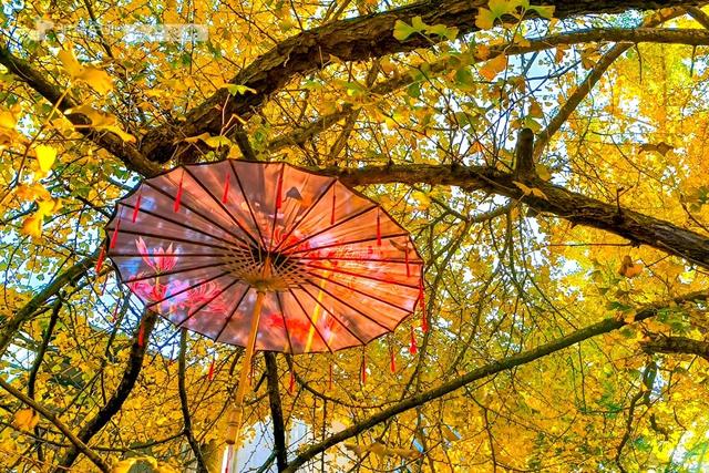 11月的云南腾冲，3000株银杏迎来黄金观赏期，美成人间仙境！