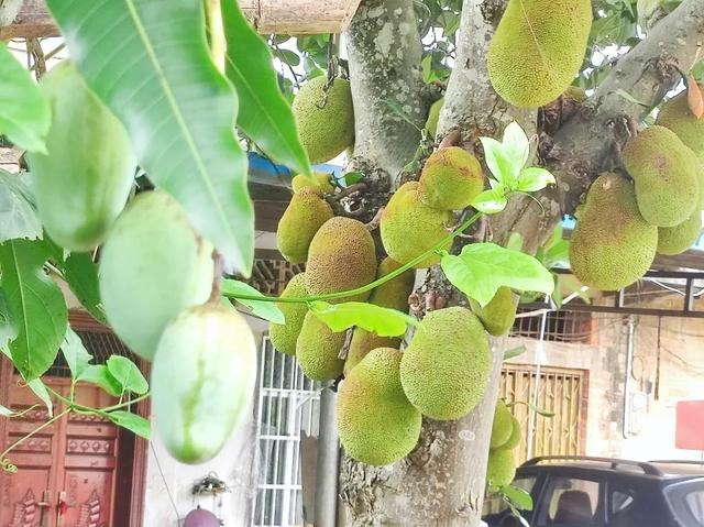 见广记2：香蕉花开