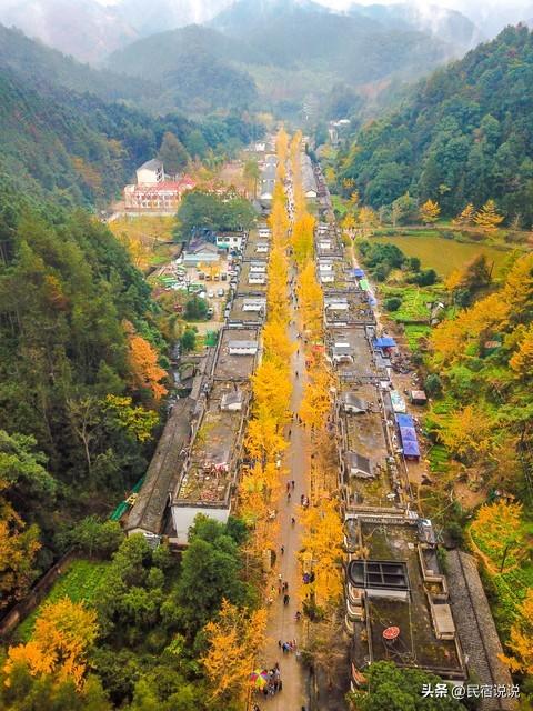 11月一定要收藏一份全国银杏观赏地图