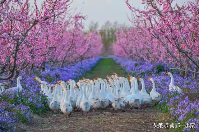 天津武清，四大古镇