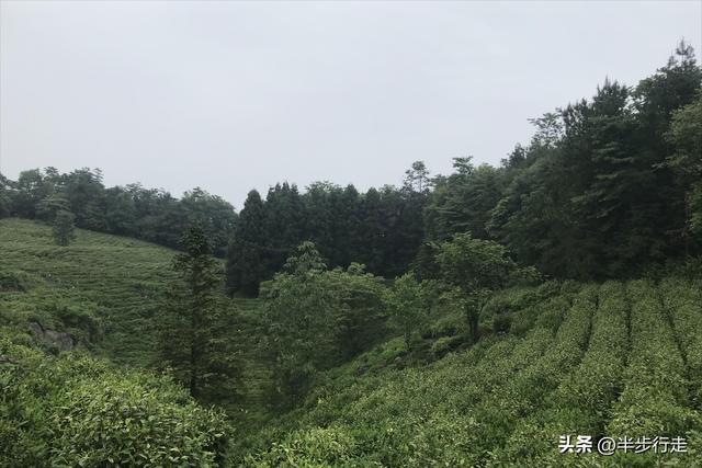 湖南国有林场：石门县白云山林场风光欣赏！