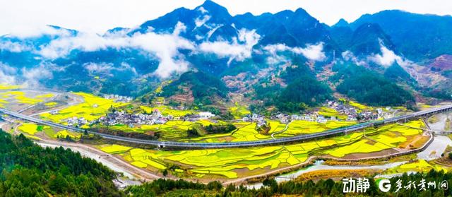 茶寨贡米：梵净山下的自然馈赠