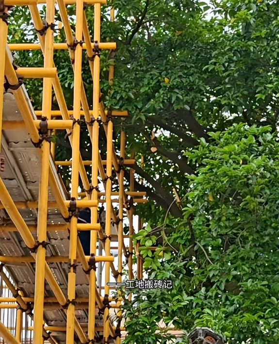 全红婵家建房再受阻后续！越界大树“挡路”不让砍，邻居终于妥协