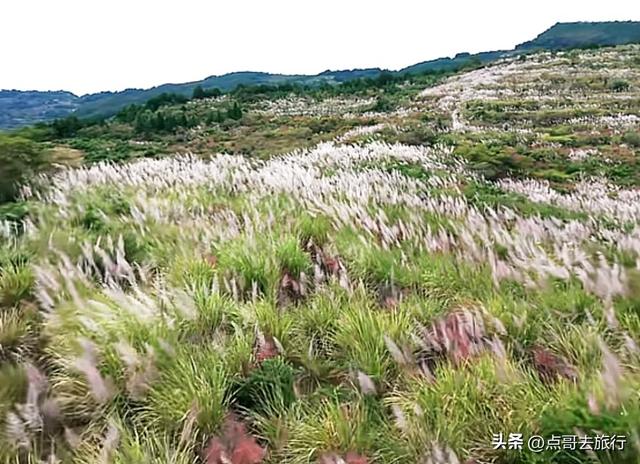 成都金堂爆红秋景，芭茅彩林超级惊艳，不要门票，徒步也是超棒！