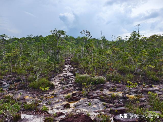 马来西亚(35)砂拉越州⑨峇哥国家公园徒步线路