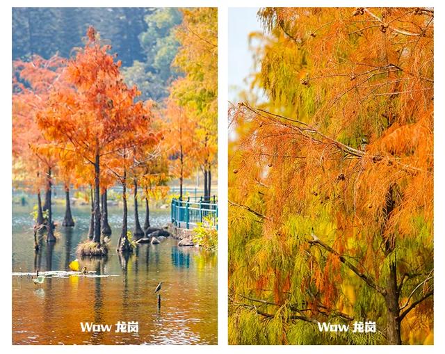 红了！龙岗落羽杉进入最佳观赏期！最全打卡攻略→