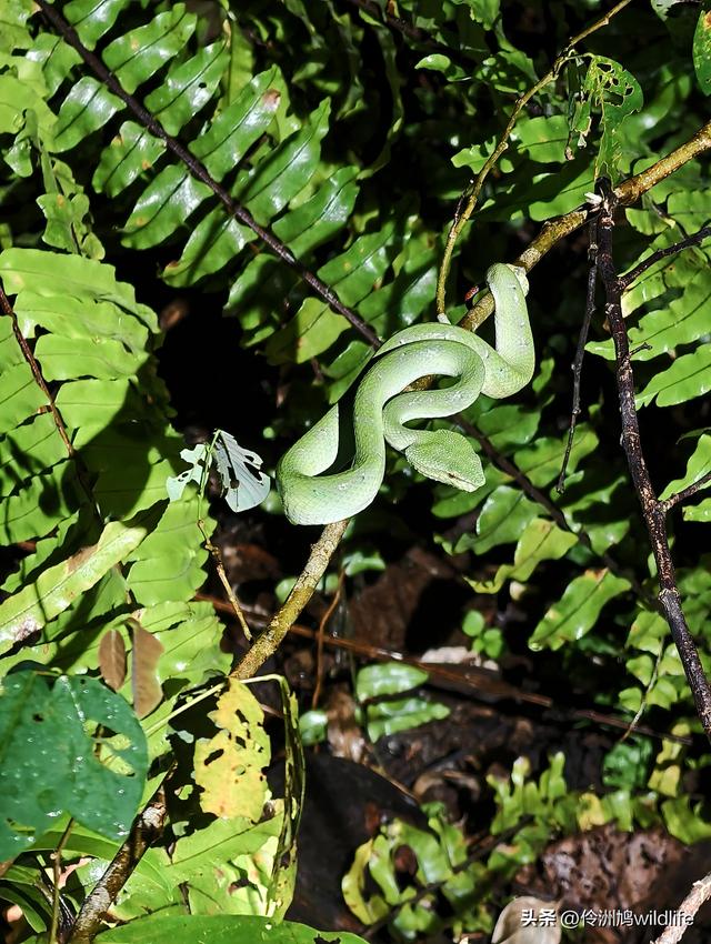 马来西亚(36)砂拉越州⑩峇哥国家公园夜间徒步体验