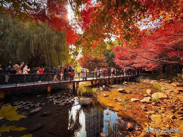 传说中的“层林尽染”，原来就在市中心！