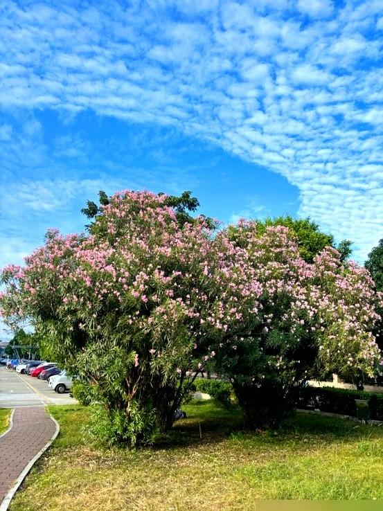 阴花不能进阳宅！这5种花“打死”也不养，家里若有？快挪走！