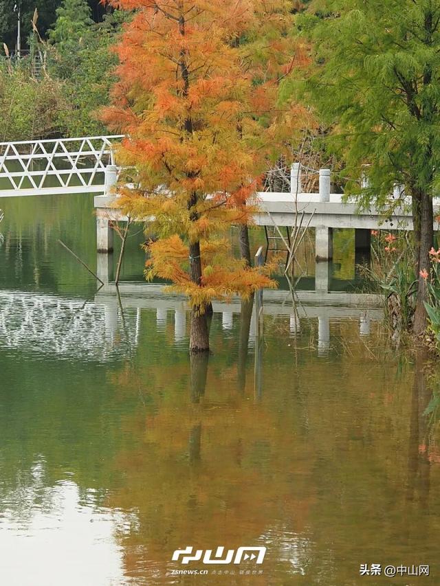 太出片啦！中山焦糖色「落羽杉」上线