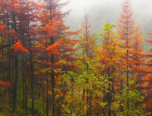 太洋公路已通车！去黄柏塬赏秋现在就出发！