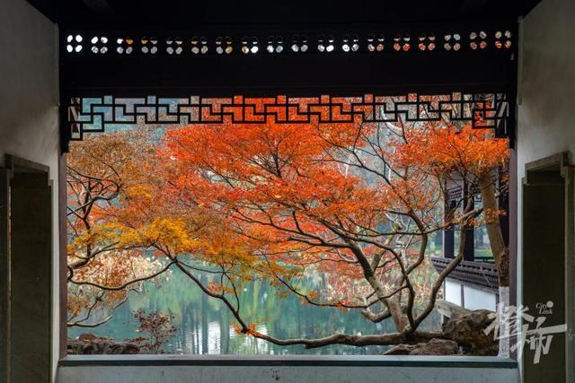 杭州最近美“枫”了，红枫和鸡爪槭还“傻傻分不清楚”？