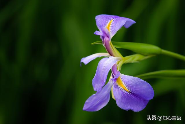 男人，对一个已婚有家室的女人动了情，应该怎么去做才合适