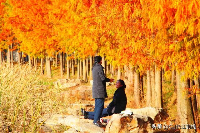 河南淮滨：落羽杉红了，美女们来啦！