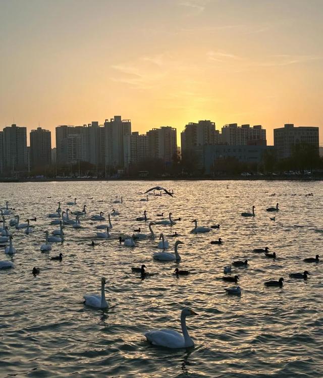 重走丝路看新疆 | 连续二十年赴约 野生天鹅认准“山水梨城”