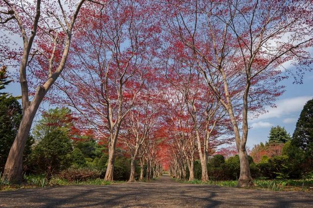 适马 12mm f/1.4 镜头 6 大颠覆设计，APS-C 用户终于等到了！