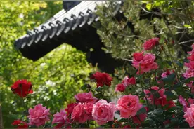 假期过半，郑州还能这么玩→图片