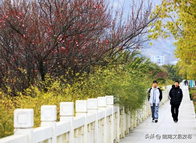 冬日“梅”景，真美！